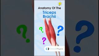 Triceps Brachii Anatomy anatomy physiotherapy physicaltherapy triceps [upl. by Murrell]