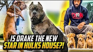 will HULK son drake become the new KING of ddk [upl. by Costanza]