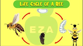 Honeybee Life Cycle  All about Honeybees [upl. by Hoy]