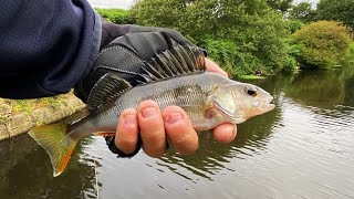 PIKE amp PERCH Lure fishing with the Spikey Shad pikeperch lurefishing fishing fishinglife fish [upl. by Oironoh]