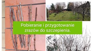 Pobieranie i przygotowanie zrazów do szczepienia [upl. by Suoiluj]