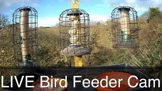 LIVE Bird Feeder Cam  Cornwall UK  Bird Watching [upl. by Kegan310]