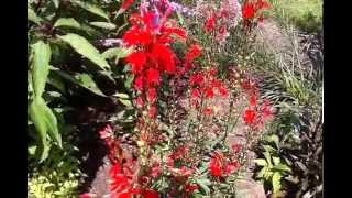 Cardinal Flower Lobelia cardinalis [upl. by Howell]