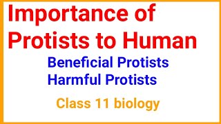 Beneficial Protists harmful Protistsimportance of Protists to Human [upl. by Nage426]