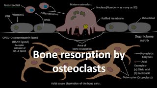 Bone resorption by osteoclasts [upl. by Lavinie]