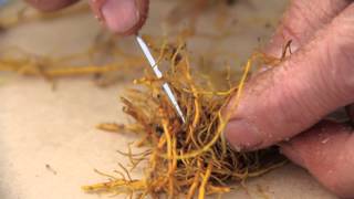 Rhizome and root propagation of goldenseal [upl. by Sethi]