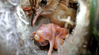 Zitting cisticola bird sat on top of the babies birdswithme107 [upl. by Mandler]