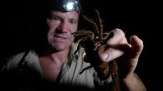 The Goliath Bird Eating Tarantula  biggest spider on earth [upl. by Adabel]