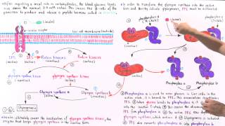 Insulin and Glucose Regulation of Glycogenesis [upl. by Aneleasor]