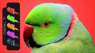 Indian Ringneck Parakeet The Best Pet Parrot [upl. by Asset]