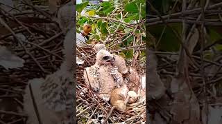 Blackshouldered kite Baby Birds learn to walk around the shellEp23 [upl. by Hanala]