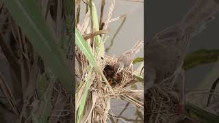 Babies Bird Eart Grasshoper in Nest birdnest nest birdslover birdsounds topbirds topeatfoodbir [upl. by Lednyc]