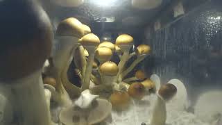 MUSHROOMS TIMELAPSE [upl. by Dnomaid]