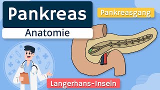 Pankreas  Aufbau und Funktion einfach erklärt [upl. by Euqinorev]