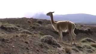 Vicuñas Chimborazo [upl. by Gerkman]