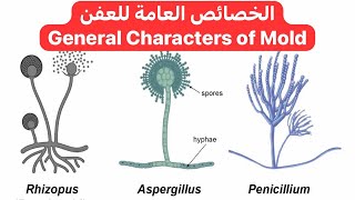 الخصائص العامة للعفن General Characters of Mold [upl. by Askwith]