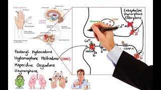 Microbiology  Antibiotics Mechanisms of Action [upl. by Remo]