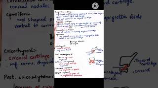 Cartilages and muscles of Larynx mbbsshortsviralvideo [upl. by Bogusz]