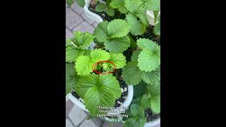 Strawberries on the way 🤗gardening gardenplants plants garden strawberries planting fruits [upl. by Releyks]