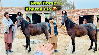 New Black Horse Baby Khareed Lia 😍🖤  Alhamdulillah [upl. by Eseerehc526]