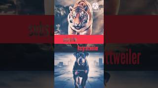 Rottweiler vs Tiger The Ultimate Showdown dogfight [upl. by Conger]