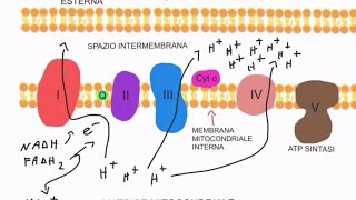 CORSO DI BIOCHIMICA  LEZIONE 15 DI 47  FOSFORILAZIONE OSSIDATIVA  PARTE 1 [upl. by Drain543]