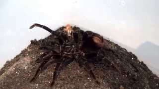 Pamphobeteus antinous Tarantula [upl. by Ettennad983]