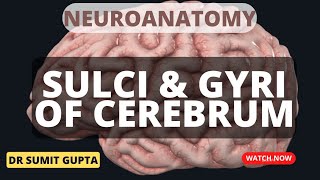 SULCI amp GYRI OF CEREBRUM [upl. by Justine385]