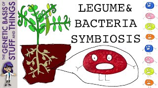 Free garden fertiliser symbiosis between legumes and Rhizobium leguminosarum [upl. by Niraa]