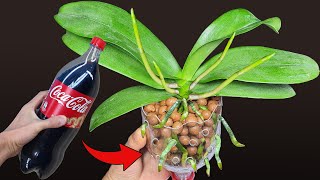 Do this after the Orchid flowers fall the orchid roots grow immediately Orchid Care for Beginners [upl. by Elisha]