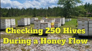 checking 250 hives during a honey flow beekeeping beekeeper bees beehive honey florida farm [upl. by Llennhoj]