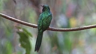 Rufoustailed Jacamar [upl. by Aserehc]