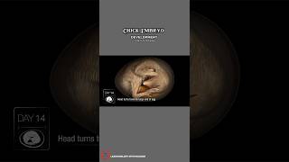 Chick Embryo development  21 days to hatching 🐣 shorts [upl. by Ihcas467]