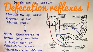 Defecation reflexes  med tutorials [upl. by Anawak515]