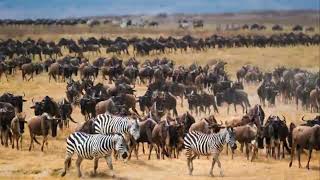 Best Tanzania Safaris and Tours [upl. by Pussej872]