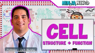 Cell Biology  Cell Structure amp Function [upl. by Strade464]