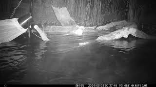 Rakali observed during aquatic survey of Campaspe River [upl. by Dripps213]