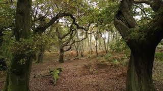 cannock chase stunning in autumn  Cinematic Drone Dji Mini 3 Pro [upl. by Anirpas435]