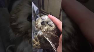 Little Saw Whet Owl Petting [upl. by Lanti611]