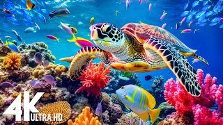 NEW 3HRS Stunning 4K Underwater Wonders  Relaxing Music  Coral Reefs amp Colorful Sea Life [upl. by Fitzsimmons595]