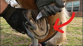 Hoof Restoration on a Horse that has had Laminitis horse asmr farrier oddlysatisfying [upl. by Amabelle]