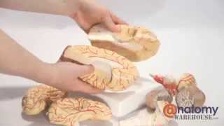 Axis Scientific 8Part Deluxe Human Brain with Arteries by AnatomyWarehousecom [upl. by Rashida38]