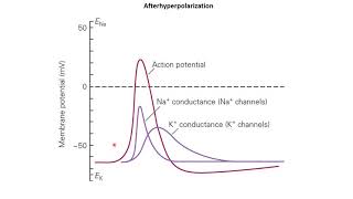 Neurobiology 34 Action Potentials [upl. by Quince]