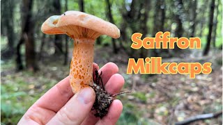 Saffron Milkcap Identification Edible Wild Mushrooms Lactarius deliciosus [upl. by Nialb501]