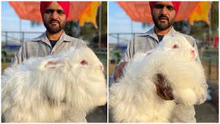 The Most Beautiful Angora Rabbit at Muktsar Mela 2022 [upl. by Heigho]