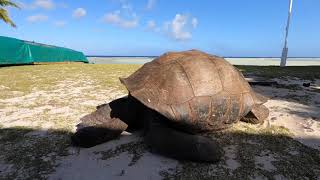 A tour of the Aldabra research station for its 50th anniversary [upl. by Eiclehc407]