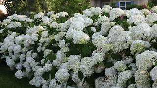 Proven Winners Incrediball Hydrangea [upl. by Assirehc]