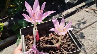 COLCHICUM X AGRIPPINUM [upl. by Nibla]