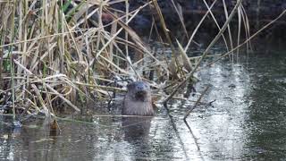 Fischotter im Revier des Buntspechts otters in the woodpeckers territory 4K [upl. by Wilt]