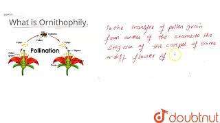 What is Ornithophily [upl. by Olwen]